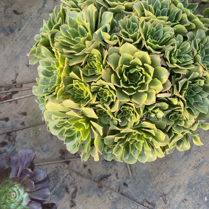绿豆沙多肉植物多肉56