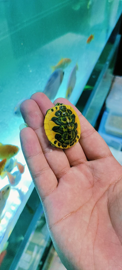 火焰龟龟苗可用于鱼缸混养的冷水观赏宠物龟