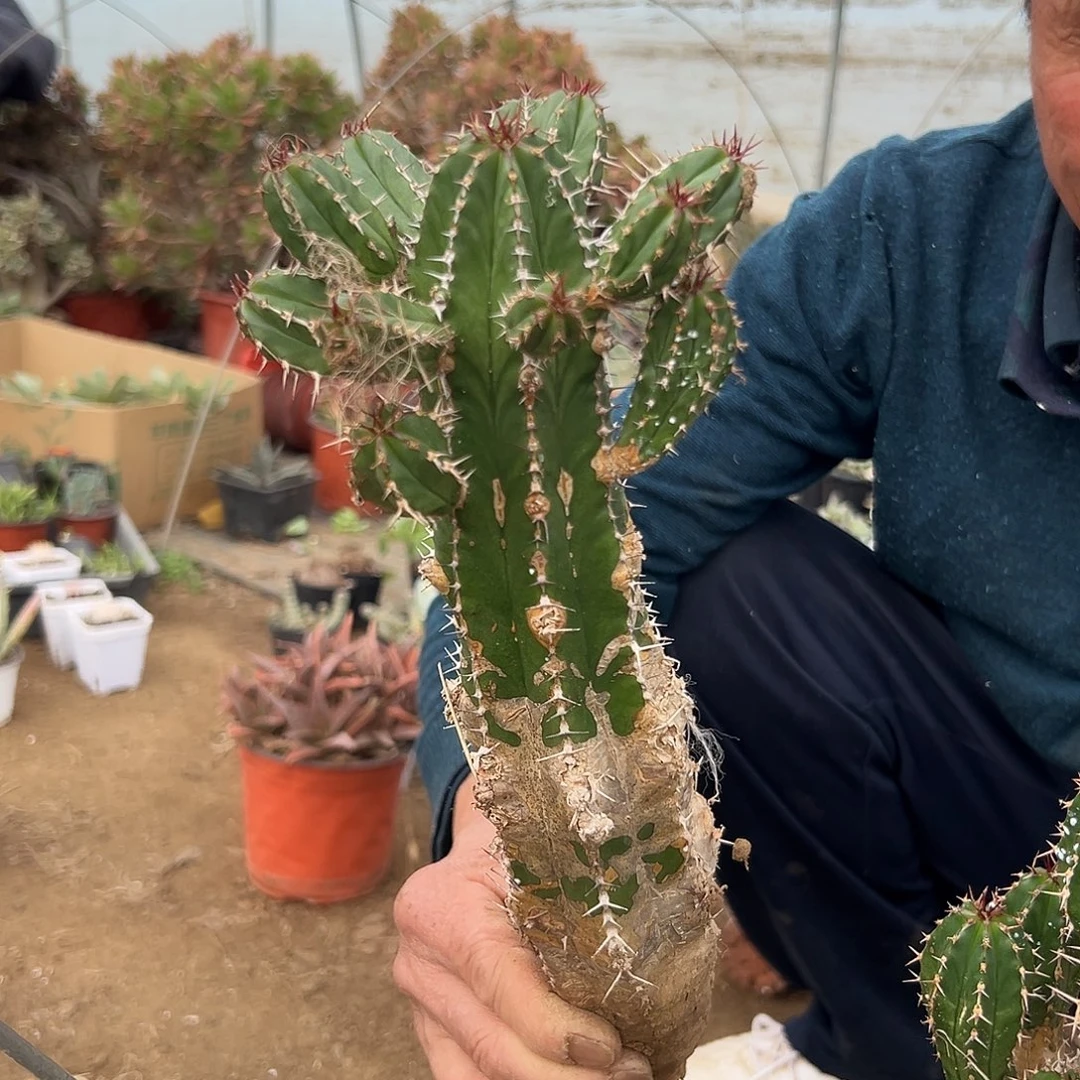 多肉植物多肉植物