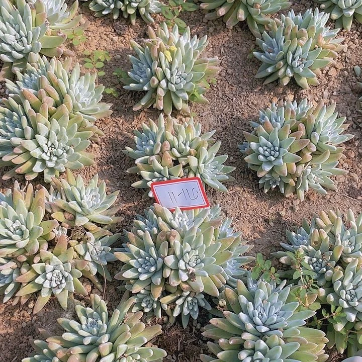 柑橘多头全身11杠14号