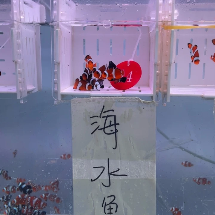 海水鱼瑕疵混搭10条2.5-3