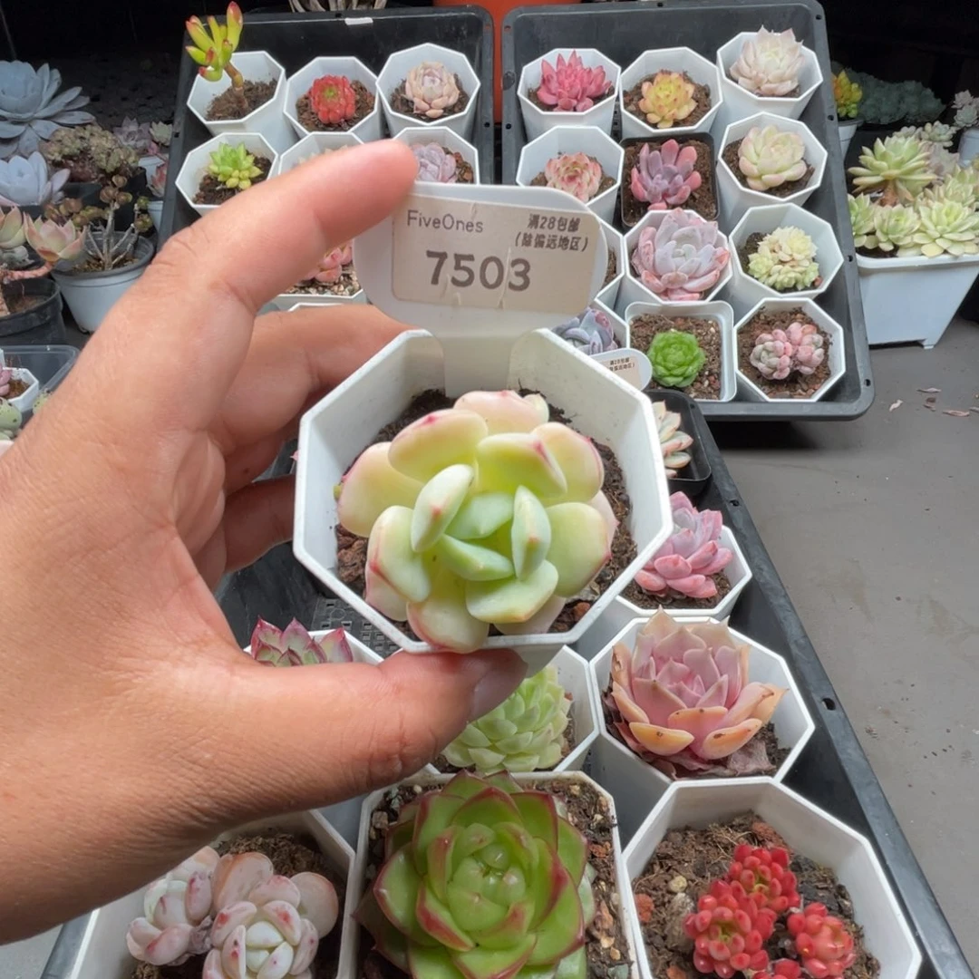 7503香草4.0厘米