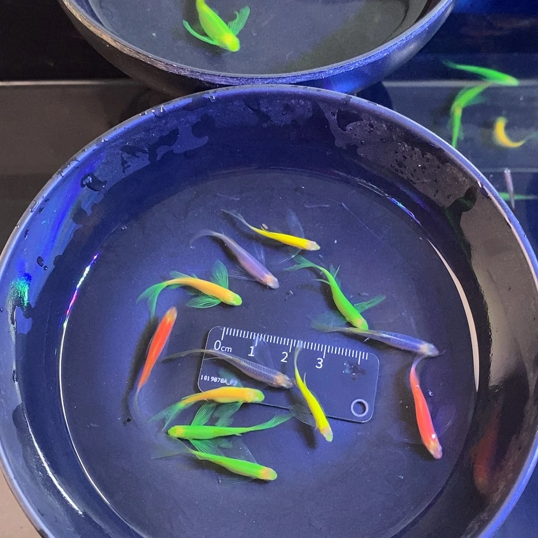 斑马鱼蝶翼斑马5色各2个➕2备损共12个