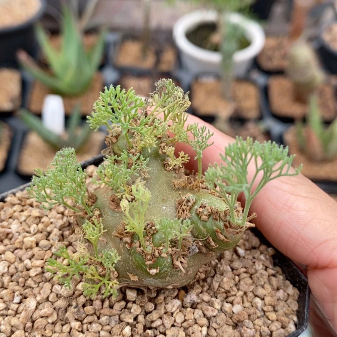 【闪购商品】白皮月界