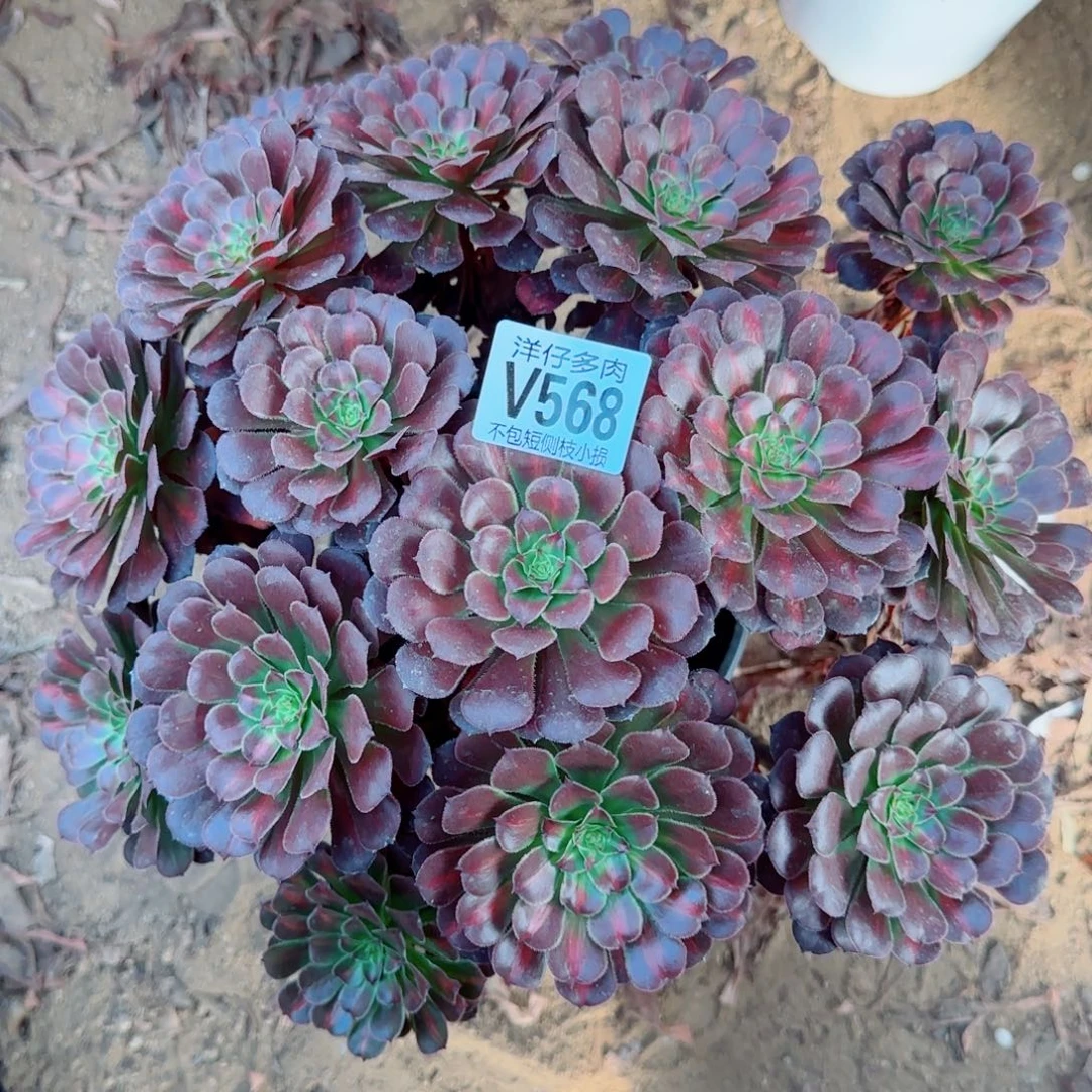 铜湖中斑568冠幅28