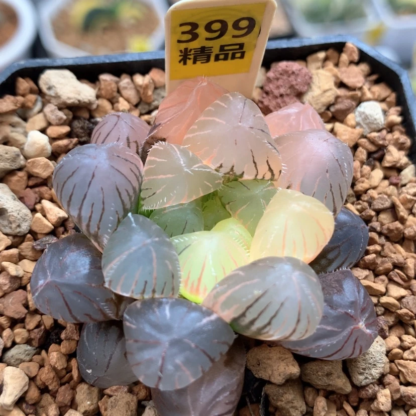 【闪购商品】399赤线玉露