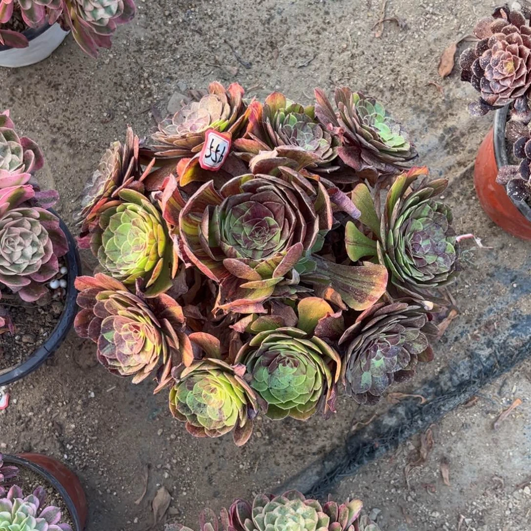 揽***昔556多肉植物花月夜