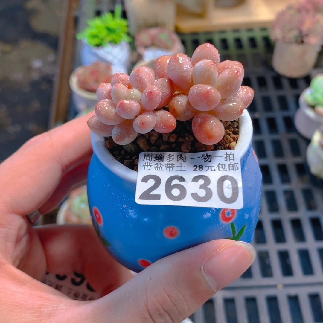 5厘米盆精控多肉2630