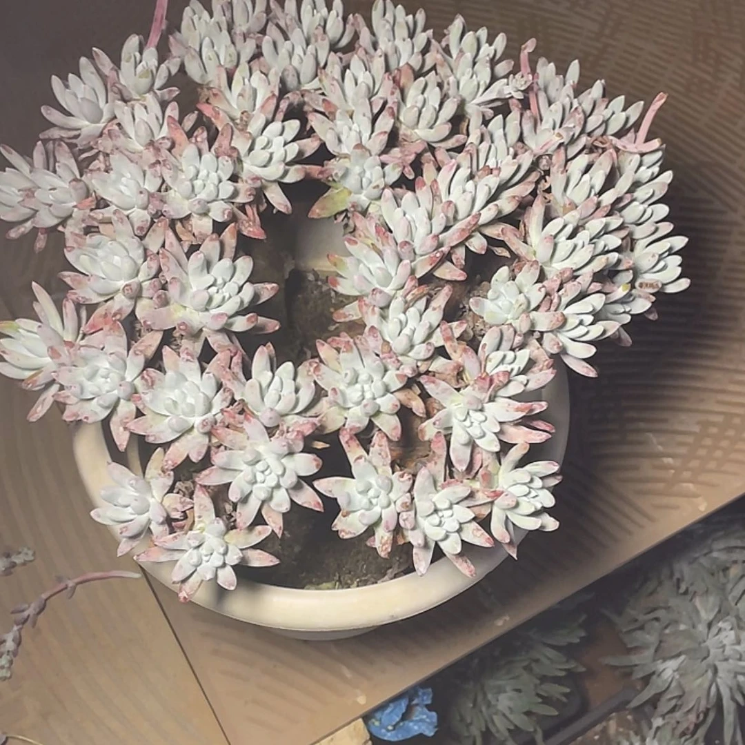 【闪购商品】它*海瑟老庄