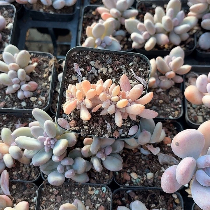 加***糕fjhffgggggghh420