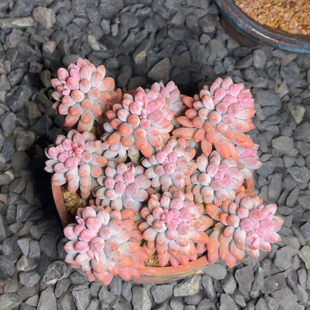 YU小姐姐1111111111