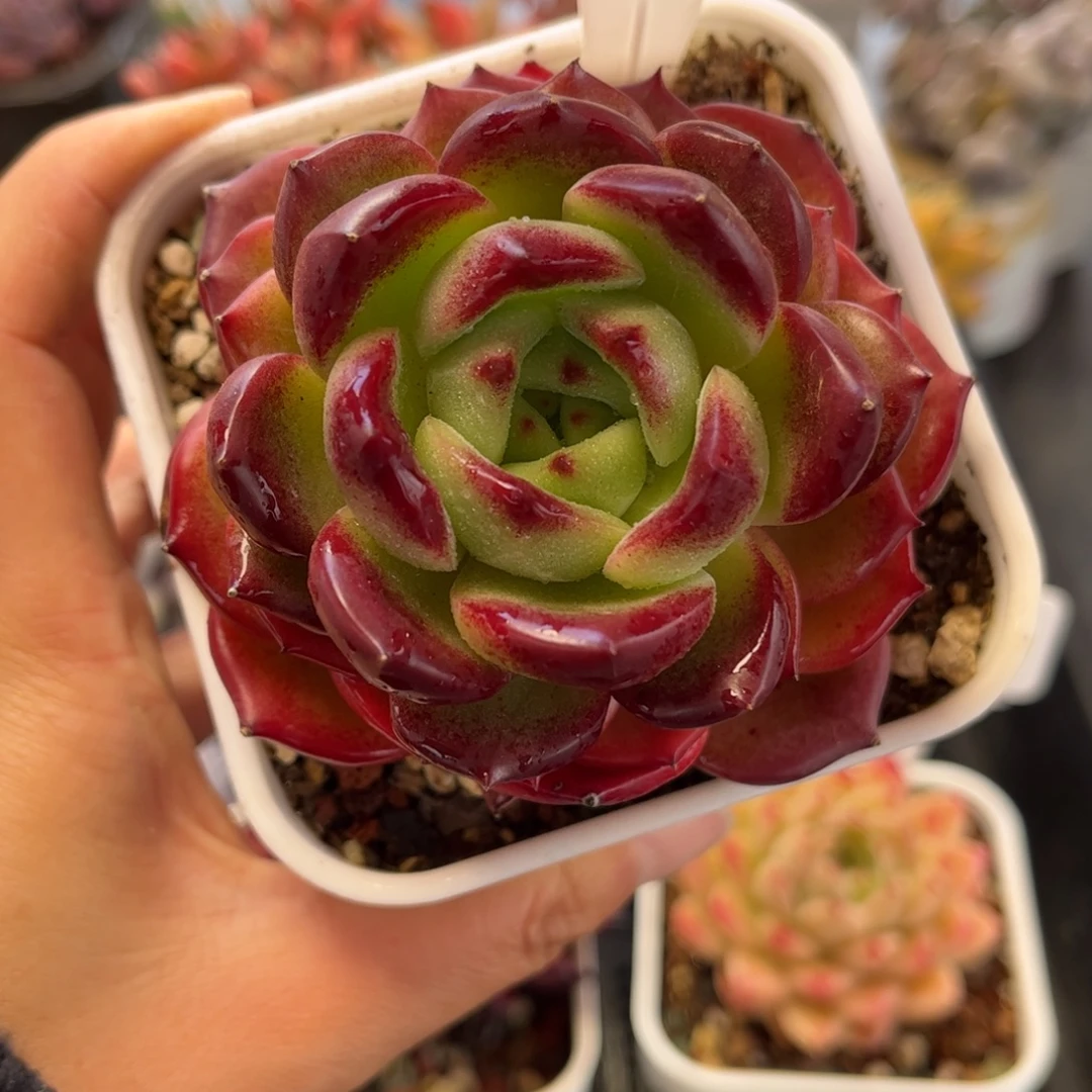 2989 满30包邮天冷地区必拍保温箱