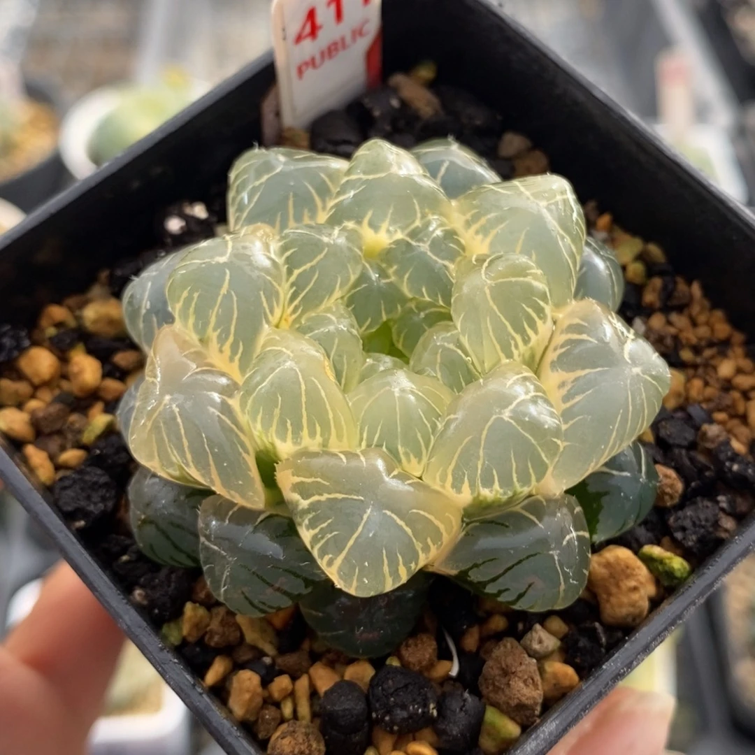 411湖斑湖水玉露锦一物一图