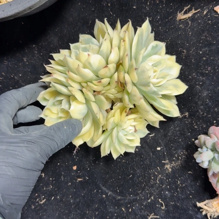 15厘米左右一物一拍的