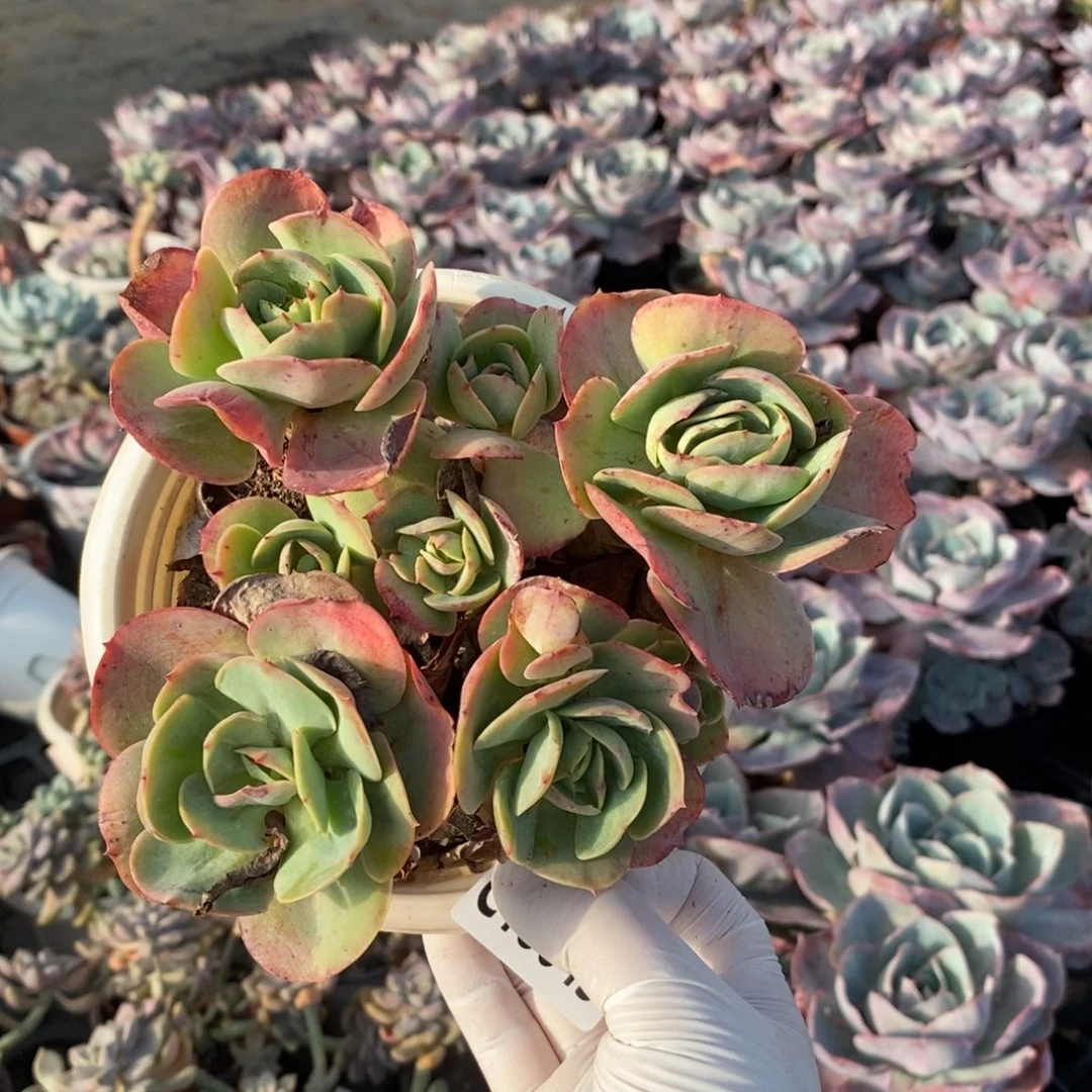 18643碧桃多头一物一拍