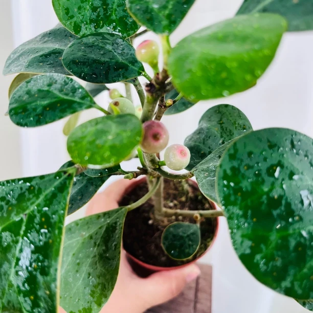 小盼菩提带果植物盆栽室内中式禅意桌面好养活绿植