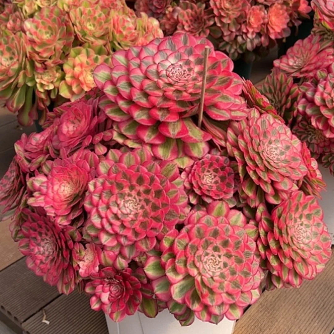 【闪购商品】红陶哒***?1111111111112