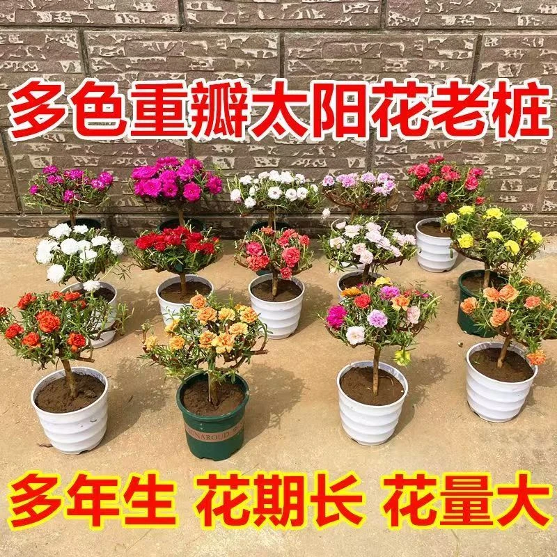 【多色】重瓣太阳花老桩 宿根多年生