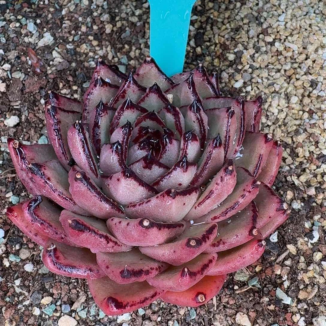 从前慢花园多肉0130-283