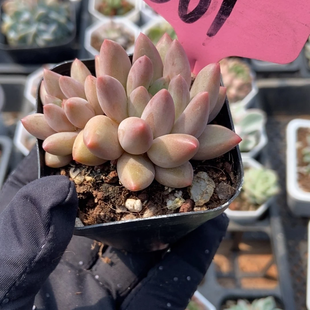 561车厘子多肉植物保护