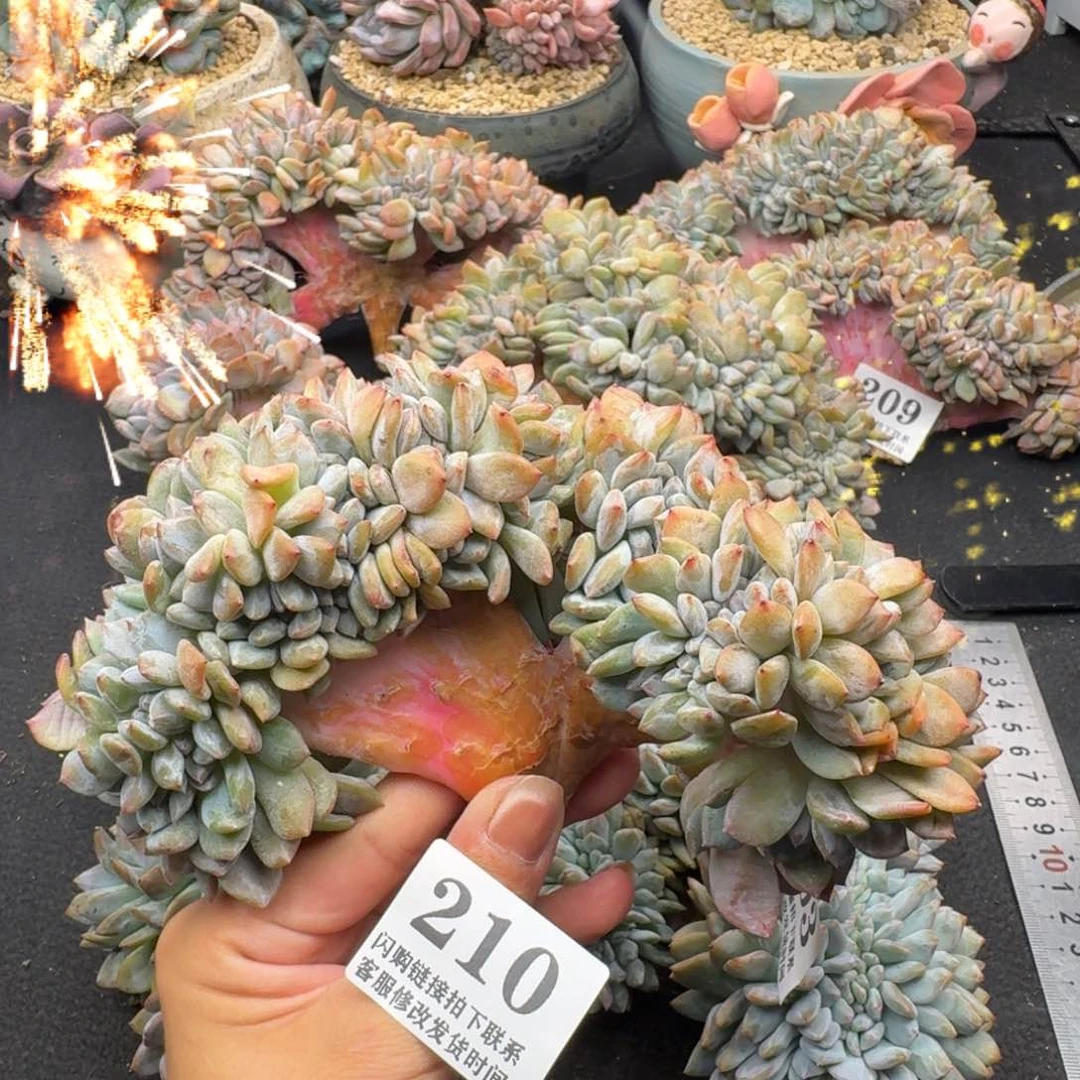 210星影缀无根（17厘米左右）