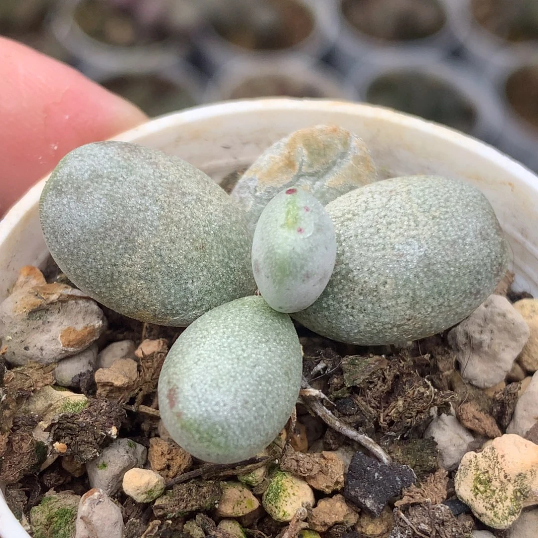 恐龙蛋物一拍就是