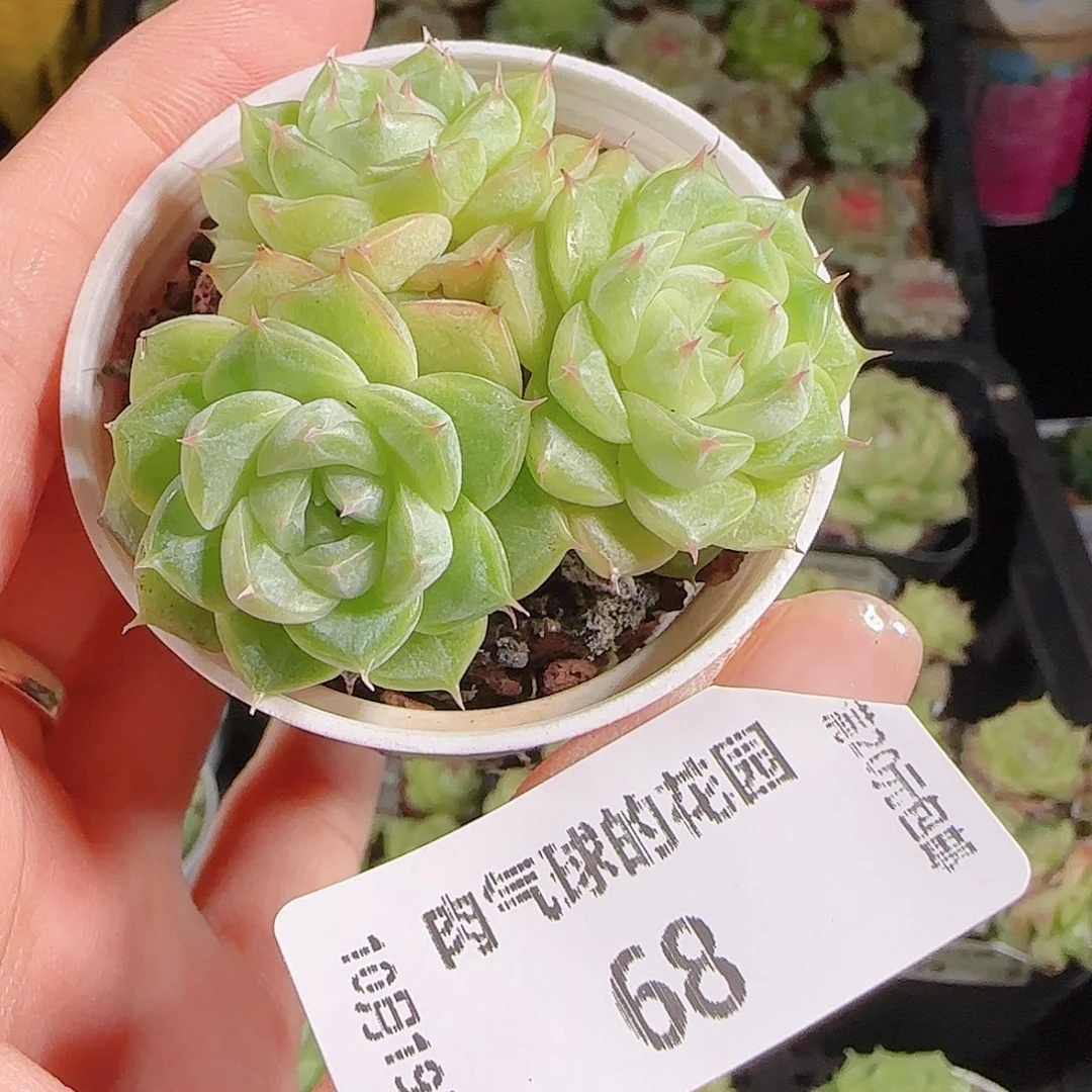 1019—68肉气球麦秆