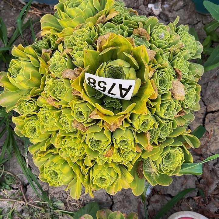 二代翡翠15//-28包邮