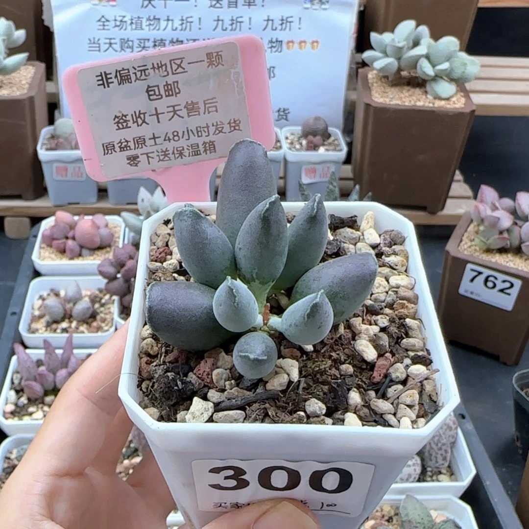 300艺妓海豹多肉