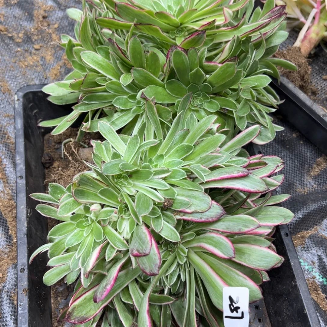 257孔雀翎多肉植物38