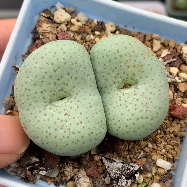 精品多肉植物超级大饼
