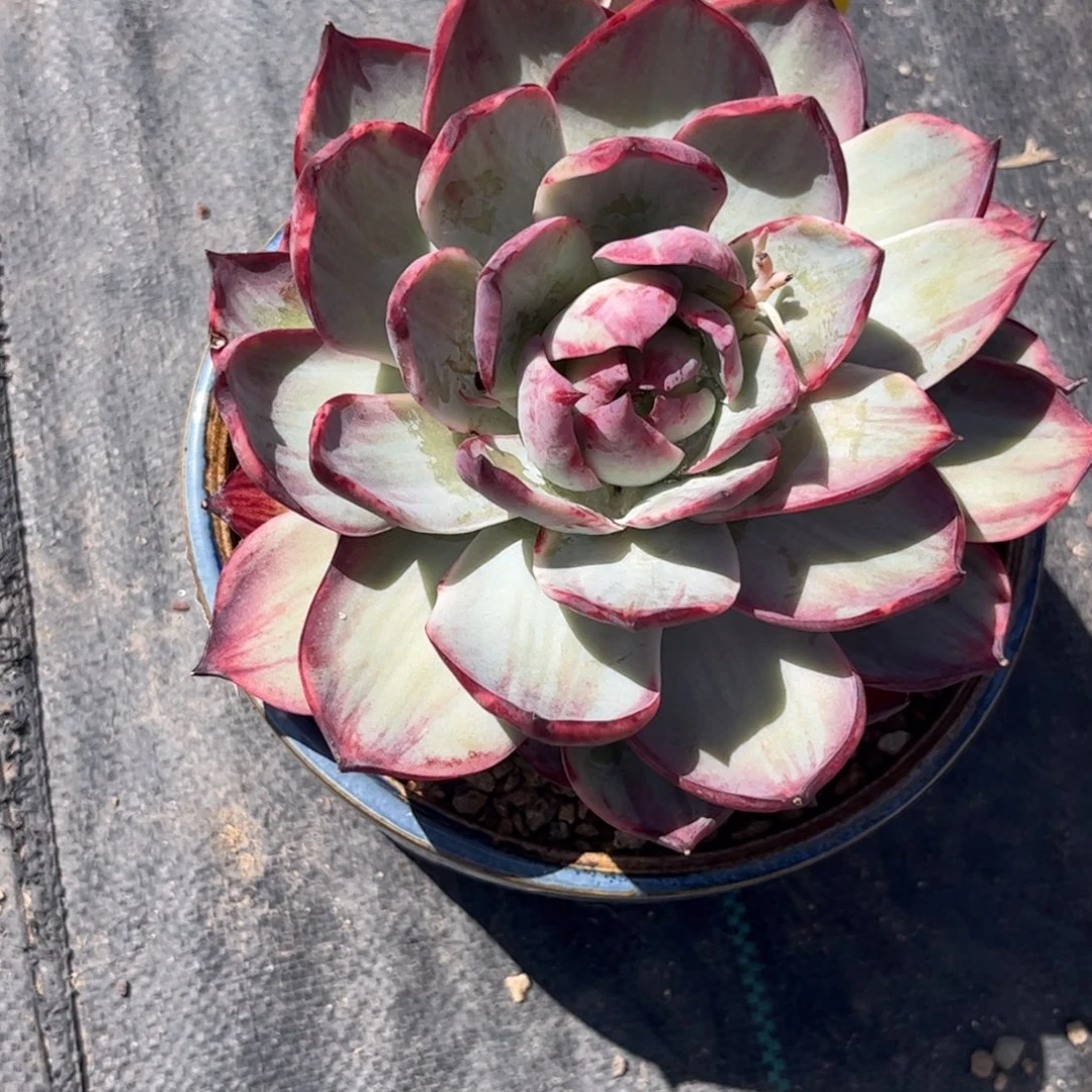 魅****心多肉植物111111