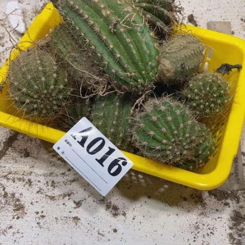小*丶瑕疵的毛花柱a 016