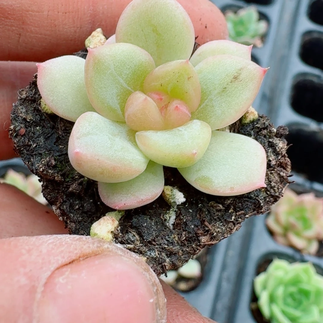 多肉杂交一物一拍3-83