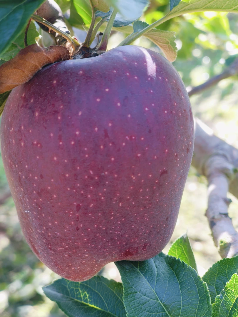 《顺丰包邮》天水高山花牛苹果（中果）