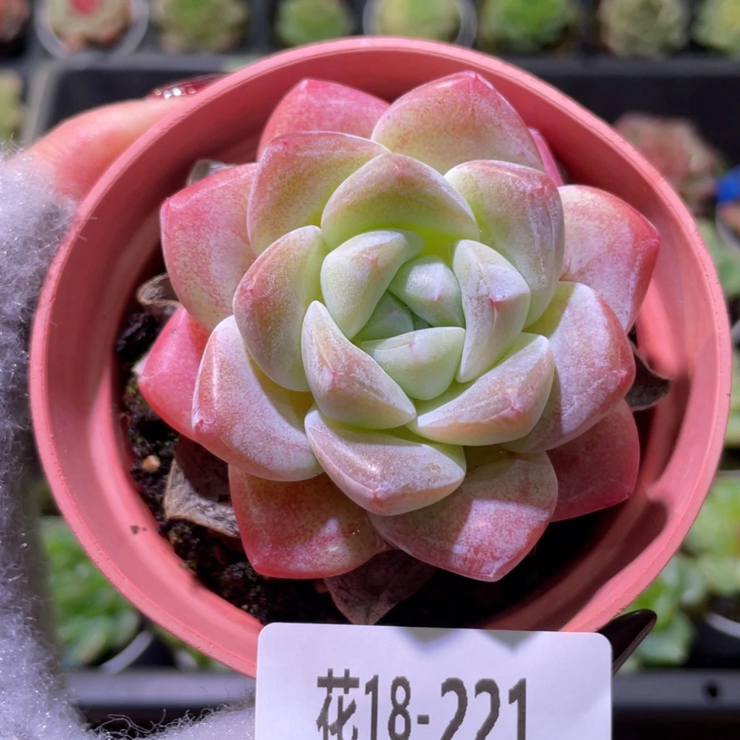 花利美18-221冰玉