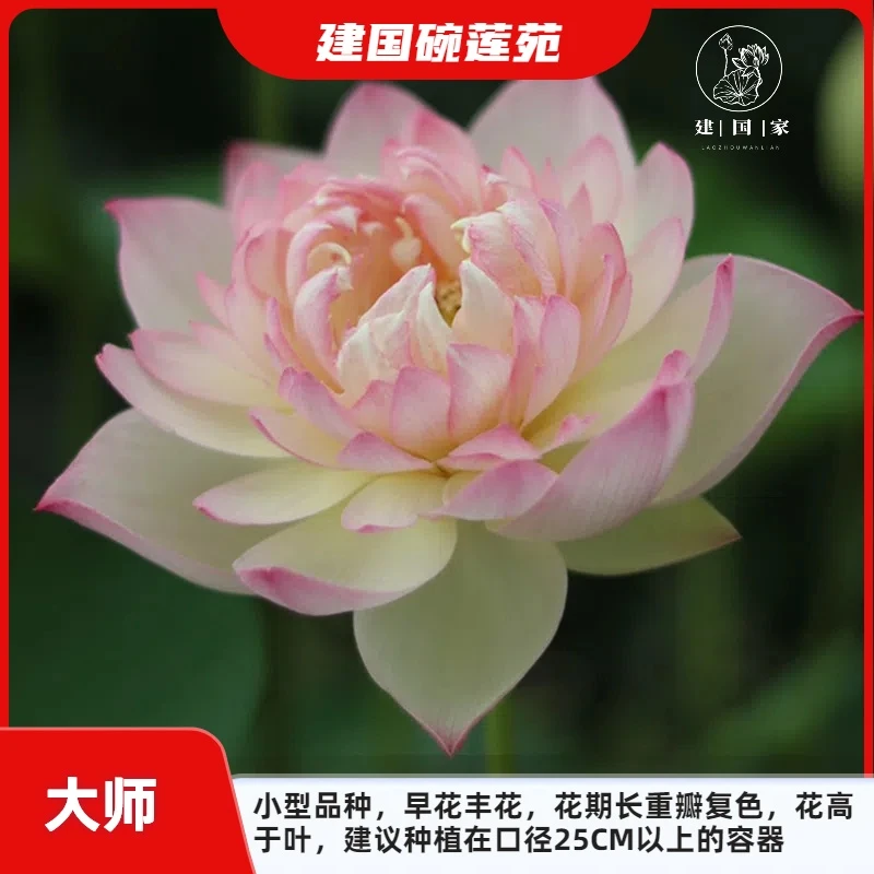 【大师】丰花碗莲物件 碗莲水培植物 庭院荷花（碗莲种藕）基地直发