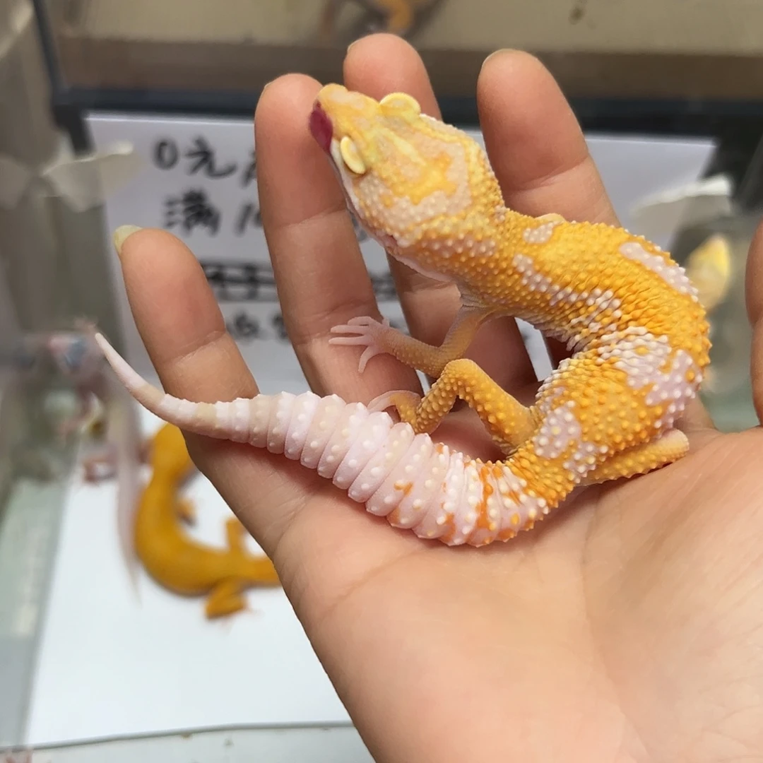 豹纹守宫豹纹守宫