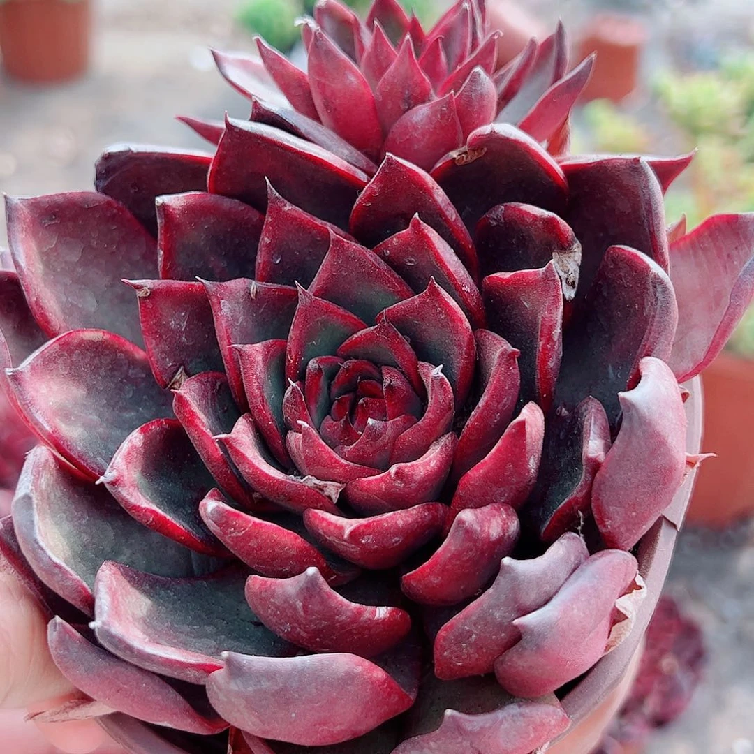 野马冬云大单头精品特价