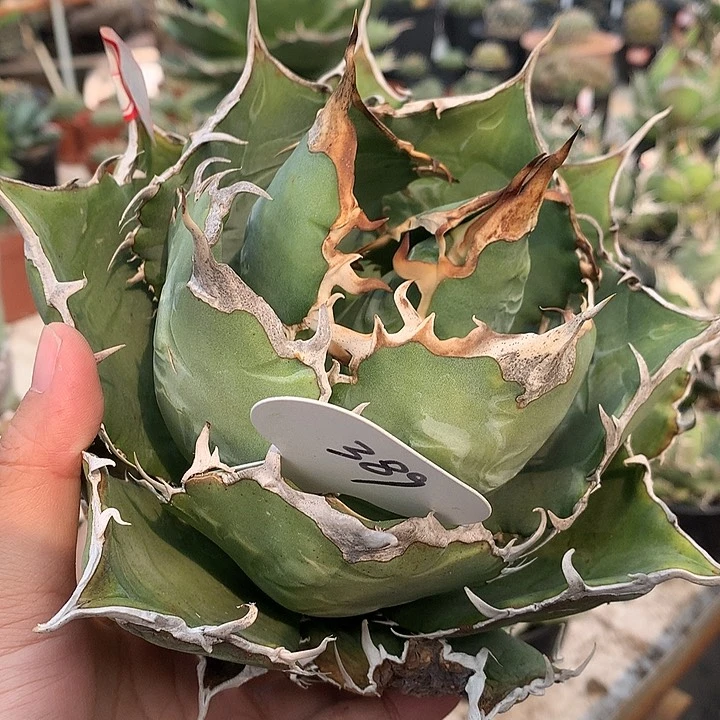 心****猛389正白1111111111