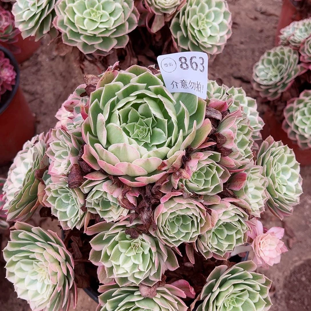无花朵多肉植物863