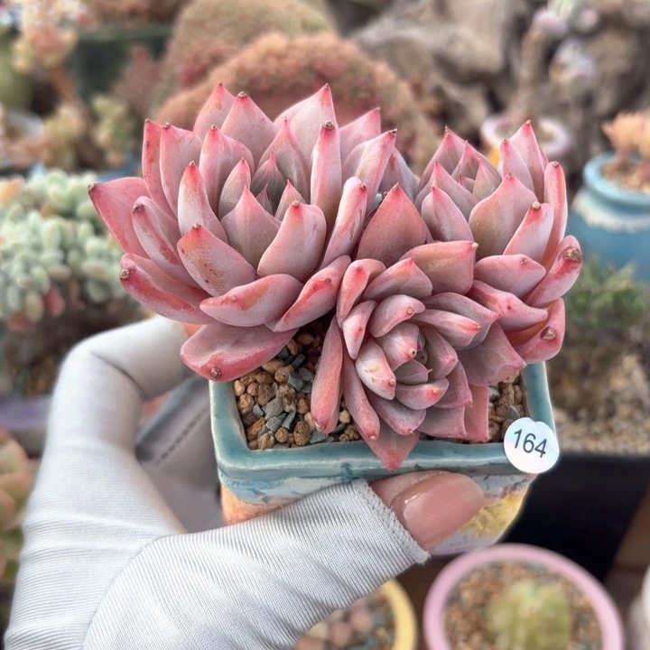 164 多肉含盆土 30元包邮➗偏远地区