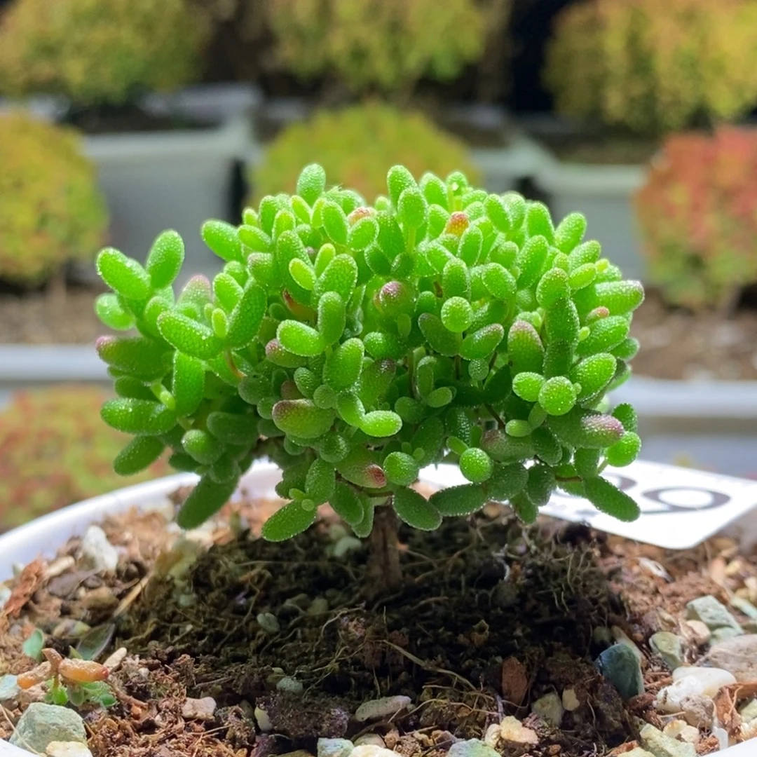 蜜桔糖球枝干番杏603