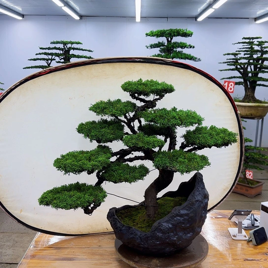 。***z无花朵盆景直播间一物一拍