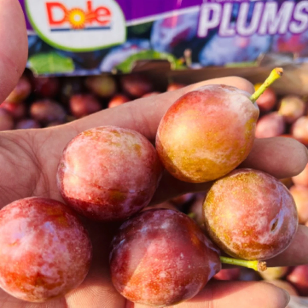 西梅400克左右下单即送限购一单不拍不送