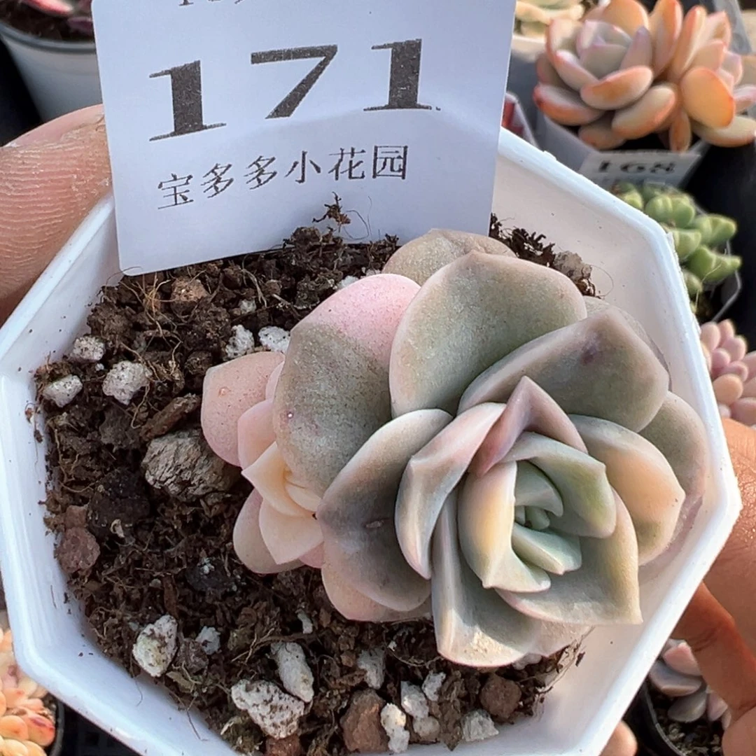 171号可爱玫瑰锦一物一拍满18包邮