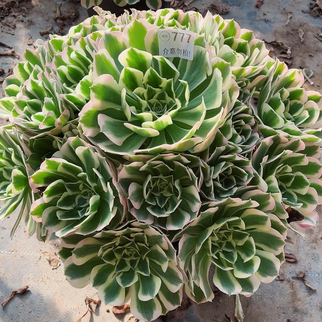 无花朵多肉植物777