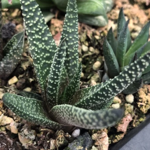 满天星硬叶硬叶子