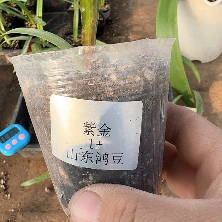 当前无花朵，栽培后可花朵不****e紫金