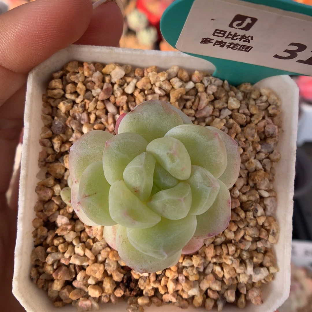 314冰玉石化多肉植物